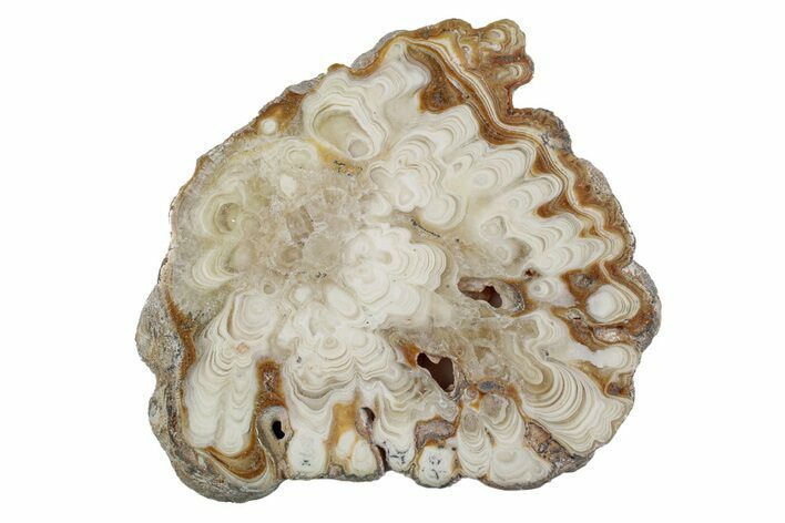 Polished Aragonite Stalactite Slice - Morocco #255378